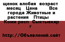 щенок алобая .возраст 1 месяц › Цена ­ 7 - Все города Животные и растения » Птицы   . Коми респ.,Сыктывкар г.